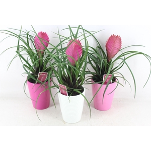 arr3 ZS - Ker. stripe x11 till. anita