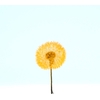 Dried Bleached Dandelion Regular Sunset