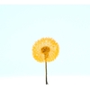 Dandelion XS Preserved Sunset Orange