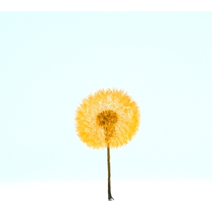 Dandelion XS Preserved Sunset Orange