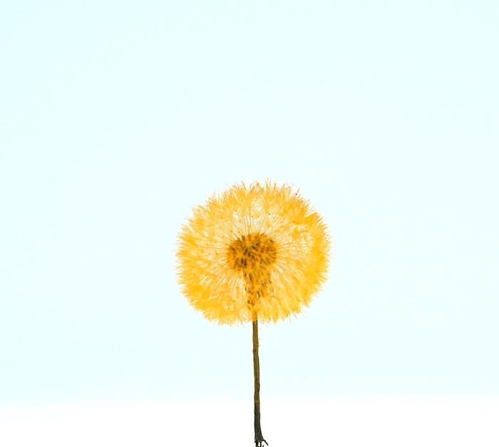 Dandelion XS Preserved Sunset Orange