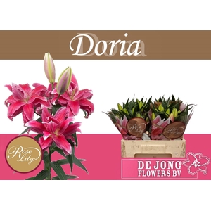 LI OR DU RL DORIA