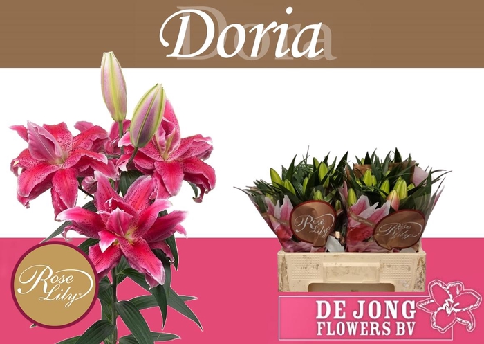 <h4>LI OR DU RL DORIA</h4>