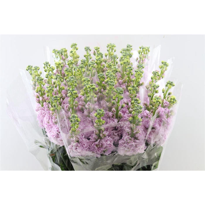 <h4>Matth Ov Light Pink</h4>