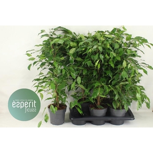 Ficus Ben. Danita 17Ø 80cm 3pp