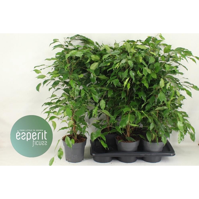 <h4>Ficus Ben. Danita 17Ø 80cm 3pp</h4>