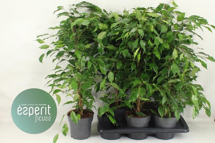 Ficus Ben. Danita 17Ø 80cm 3pp