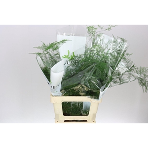 Asparagus Extra Veren