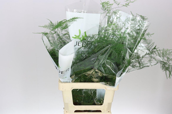 <h4>Asparagus Extra Veren</h4>