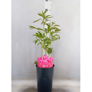 Paeonia   ...mix