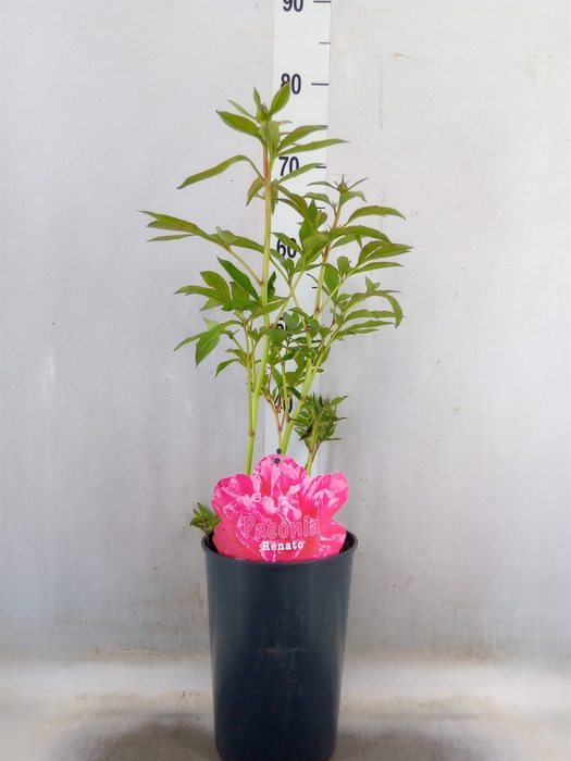 <h4>Paeonia   ...mix</h4>