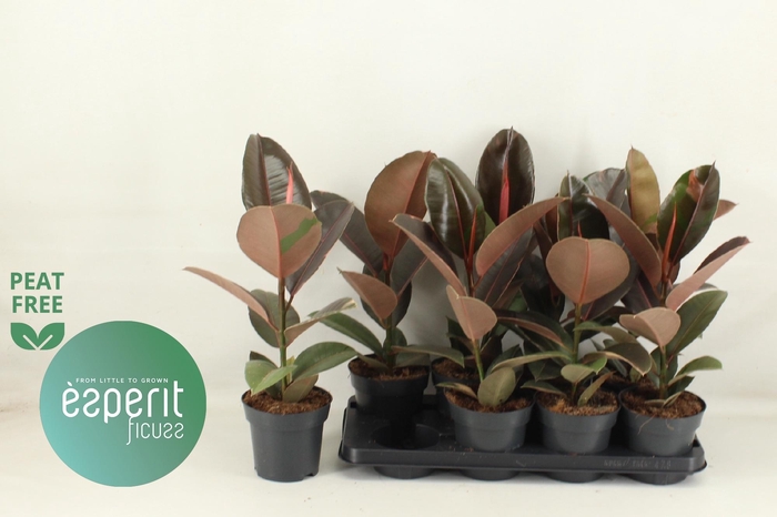 <h4>FIC EL PINK CAMOUFL</h4>