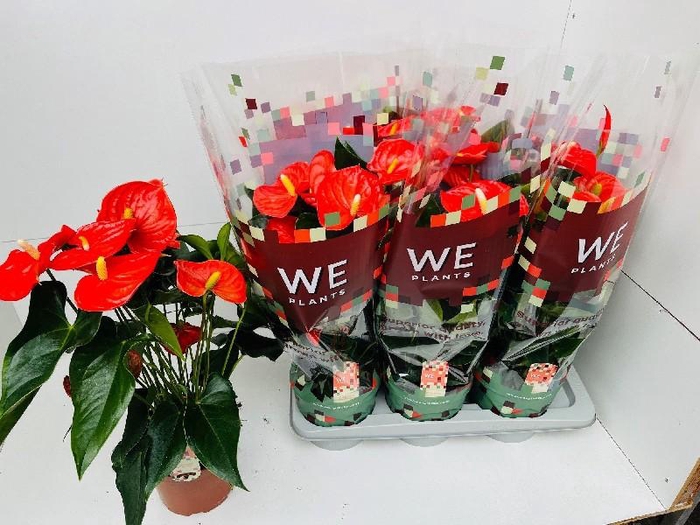 <h4>Anthurium Andreanum oranje Florida</h4>