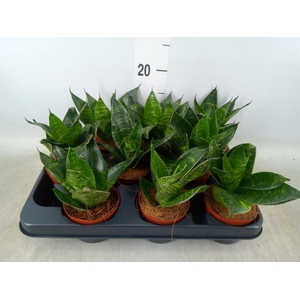 Sansevieria trifa. 'Hahnii'