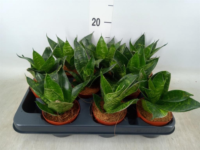 <h4>Sansevieria trifa. 'Hahnii'</h4>