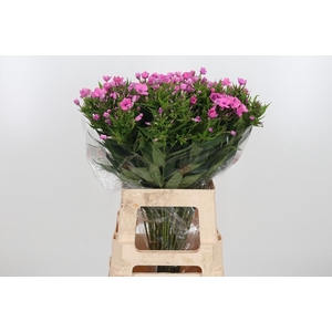 Phlox P Lollipink