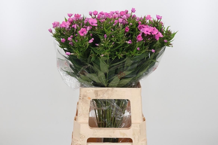 <h4>Phlox P Lollipink</h4>