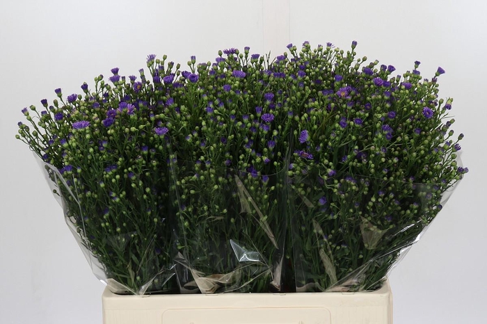 <h4>Aster Casamare</h4>