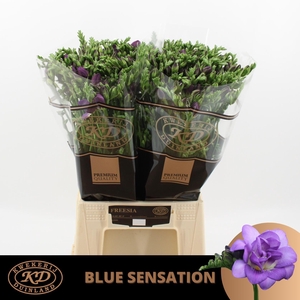 FR DU BLUE SENSATION