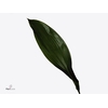 Aspidistra Folded ( Long )