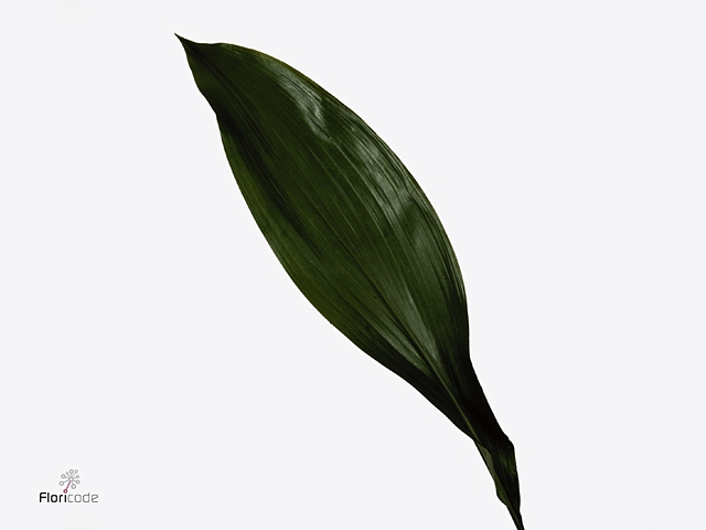 Aspidistra Folded ( Long )