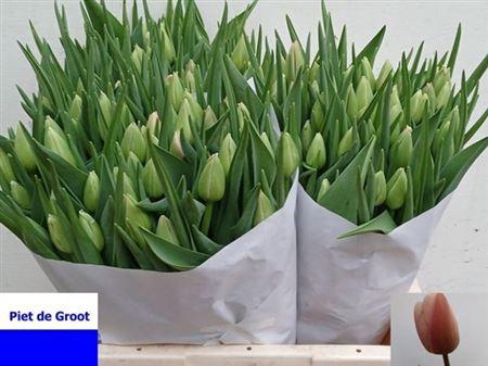 <h4>Tu En Ollioules</h4>