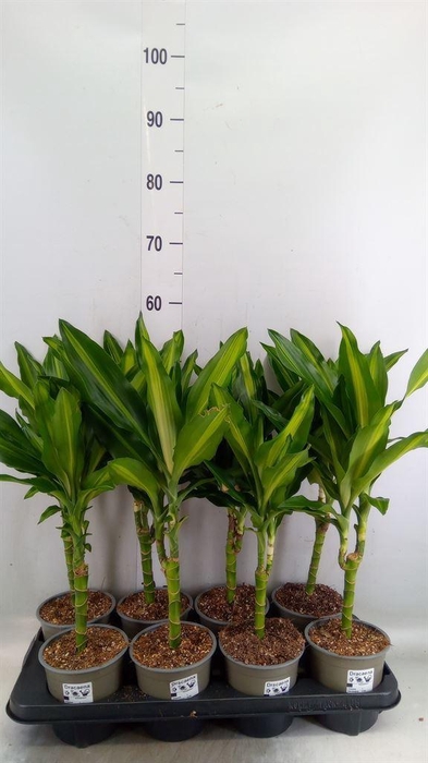 <h4>Dracaena frag. 'Cintho'</h4>