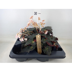 Begonia BD   ...