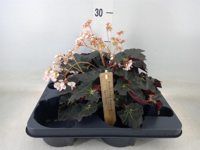 <h4>Begonia BD   ...</h4>