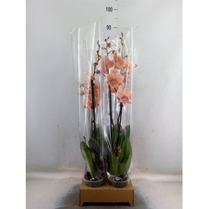 Phalaenopsis  'Elegant Cascade'