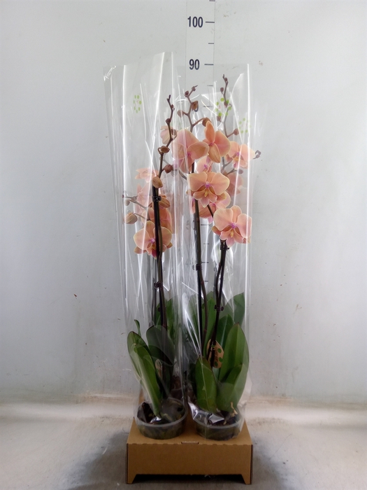 <h4>Phalaenopsis  'Elegant Cascade'</h4>