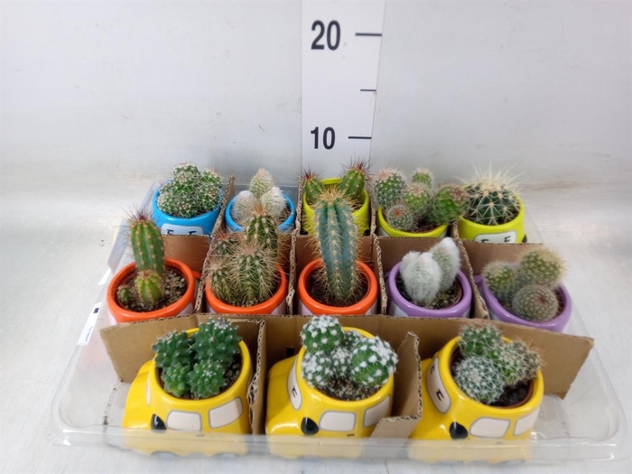 <h4>Cactus   ...</h4>