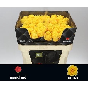 R GR PALMARES! JONG GEWAS 3-3 XL