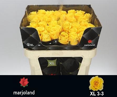 <h4>R GR PALMARES! JONG GEWAS 3-3 XL</h4>