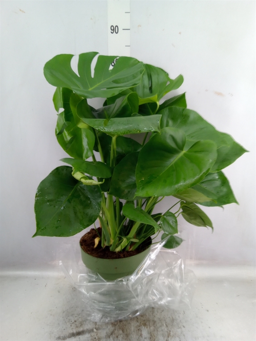 <h4>Monstera delic.</h4>