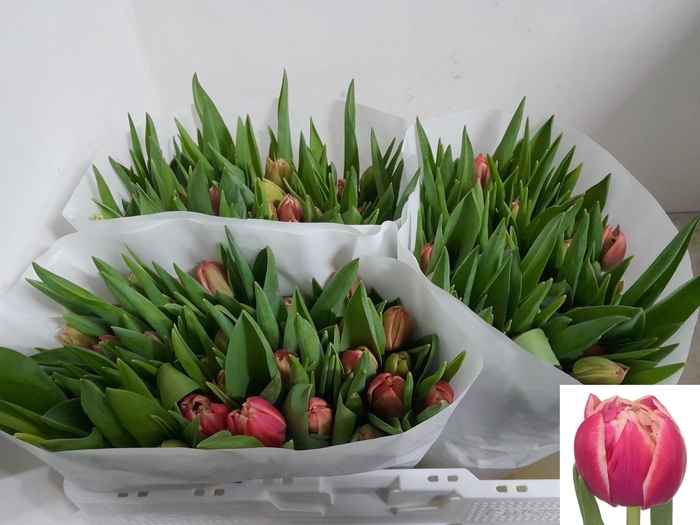 <h4>TU DU COLUMBUS</h4>