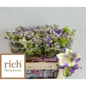 Campanula M Evergreen Blue Ex