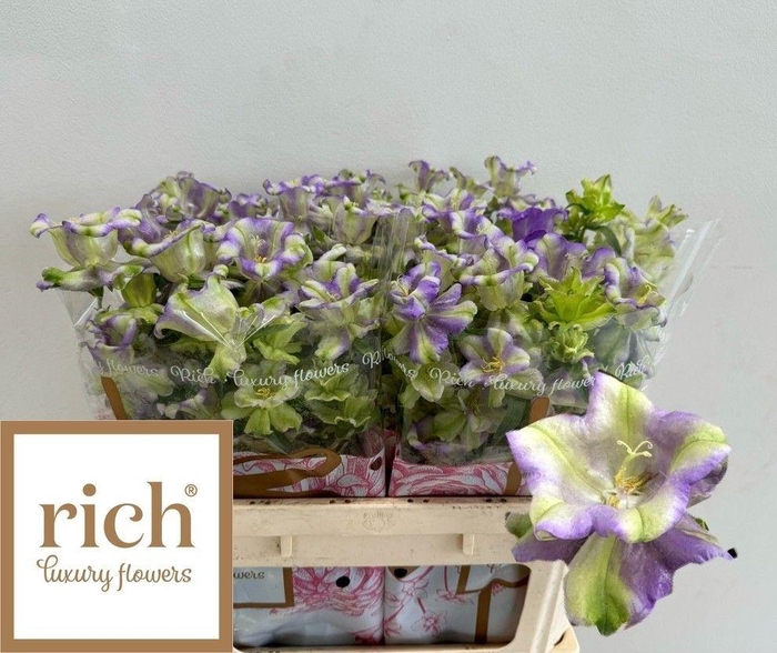 <h4>Campanula M Evergreen Blue Ex</h4>