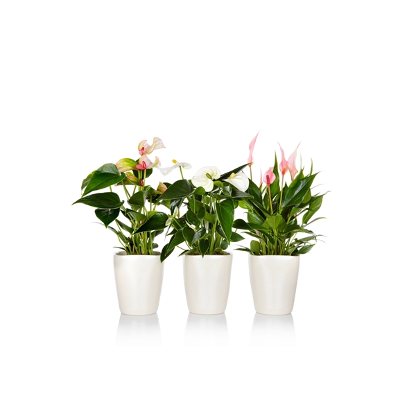 <h4>Anthurium 7 cm mix in Suzanne keramiek wit</h4>