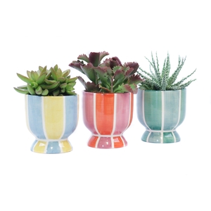 Succulent 10,5 cm in salvador sierpot