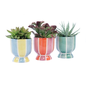 Succulent 10,5 cm in salvador sierpot