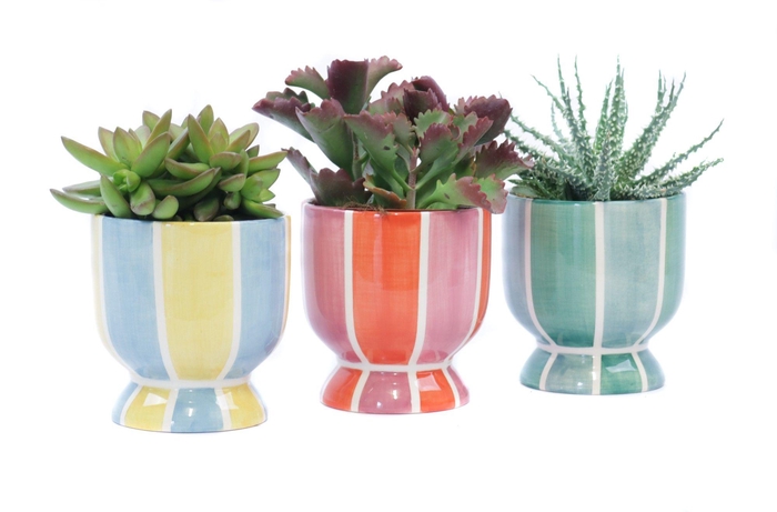 <h4>Succulent 10,5 cm in salvador sierpot</h4>