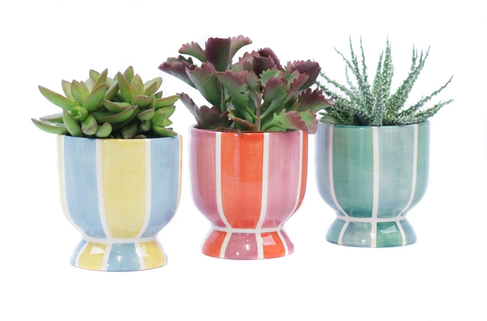 <h4>Succulent 10,5 cm in salvador sierpot</h4>