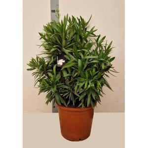 NERI OLEANDER