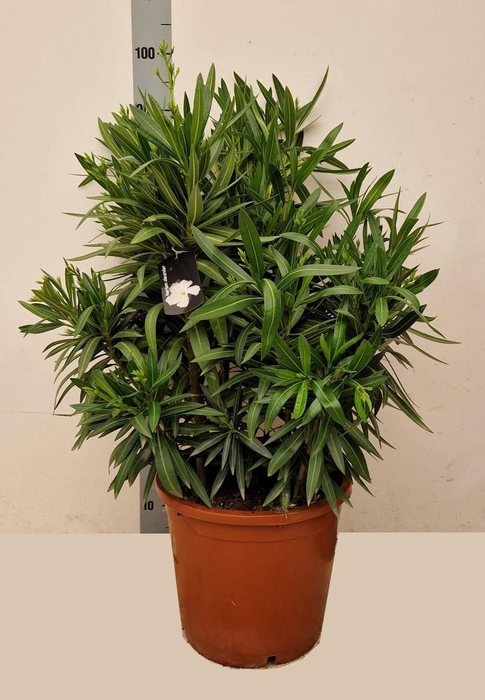 <h4>NERI OLEANDER</h4>