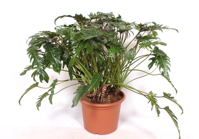 <h4>Philodendron xanadu</h4>