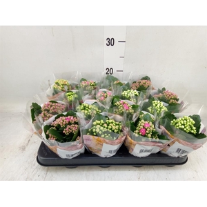 Kalanchoe blos. 'RoyalDon'   ..mix
