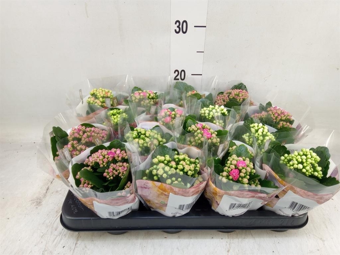 <h4>Kalanchoe blos. 'RoyalDon'   ..mix</h4>