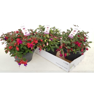 FUCHSIA B F MIXK