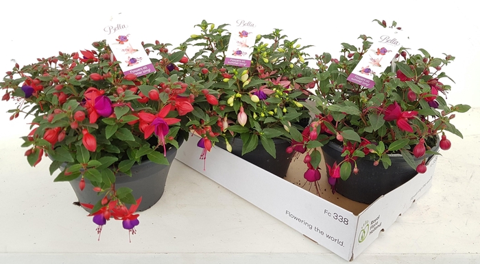 <h4>FUCHSIA B F MIXK</h4>